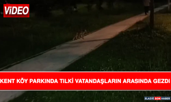 Kent Köy Parkında Tilki Vatandaşların Arasında Gezdi