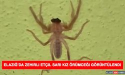 Elazığ’da Zehirli Etçil Sarı Kız Örümceği Görüntülendi