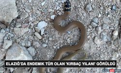 Elazığ’da Endemik Tür Olan 'Kırbaç Yılanı' Görüldü