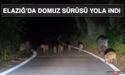 Elazığ’da Domuz Sürüsü Yola İndi