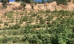 Bingöl’de 19 bin kök skunk bitkisi ele geçirildi
