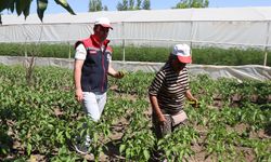 Gurbetten memleketi Iğdır'a dönen kadın çiftçi seracılıkla örnek oluyor