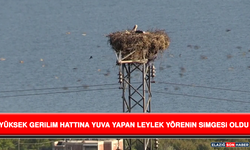 Yüksek Gerilim Hattına Yuva Yapan Leylek Yörenin Simgesi Oldu