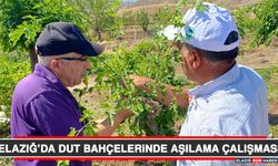 Elazığ’da Dut Bahçelerinde Aşılama Çalışması