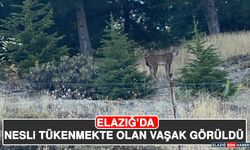Elazığ’da Nesli Tükenmekte Olan Vaşak Görüldü