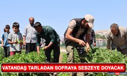 Vatandaş Tarladan Sofraya Sebzeye Doyacak