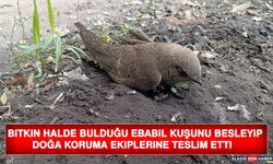 Bitkin Halde Bulduğu Ebabil Kuşunu Besleyip Doğa Koruma Ekiplerine Teslim Etti