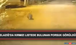 Elazığ'da Kırmızı Listede Bulunan Porsuk Görüldü