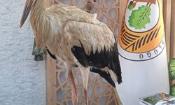 Mersin'de yangınlardan kaçtığı değerlendirilen yaralı leylek ormancılara sığındı