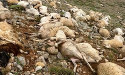 Tunceli'de yıldırım isabet eden 200 koyun telef oldu
