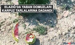 Elazığ’da Yaban Domuzları Karpuz Tarlalarına Dadandı