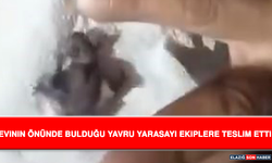 Evinin Önünde Bulduğu Yavru Yarasayı Ekiplere Teslim Etti