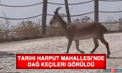 Tarihi Harput Mahallesi'nde Dağ Keçileri Görüldü