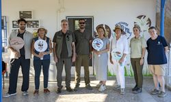 Adana Akyatan'da 20 yılda 270 bin kaplumbağa yavrusu denize ulaştı