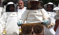Ağrı Valisi Koç, kadın arıcılarla bal hasadı yaptı