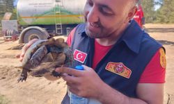 Bolu'da yangından etkilenen kaplumbağayı itfaiye personeli kurtardı