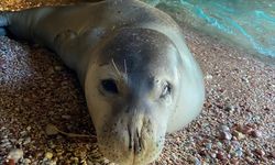 Datça'da sahilde dinlenen fok için bölgeye güvenlik şeridi çekildi