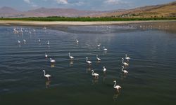 Flamingolar Van Gölü'ne renk katıyor