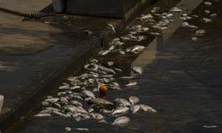 İzmir Körfezi'nde yeniden başlayan balık ölümleri sürüyor