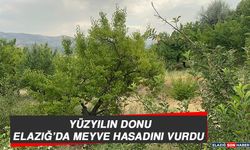 Yüzyılın Donu Elazığ’da Meyve Hasadını Vurdu