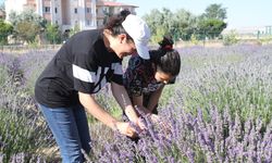 Van'da akademisyenlerin yetiştirdiği tıbbi ve aromatik bitkilerin hasadı yapıldı