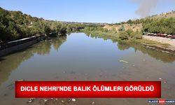 Dicle Nehri'nde Balık Ölümleri Görüldü