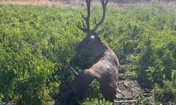 Gaziantep'te sulama hortumuna dolanan yaban geyiği kurtarıldı