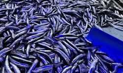 Hamsinin geleceği için 6 ülkeye ortak karar çağrısı