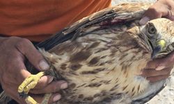 Karabük'te yaralı bulunan kızıl şahin tedavi altına alındı