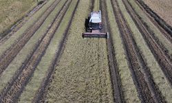 Sulama tedbirleri sayesinde Edirne'deki çeltik üreticileri verimden memnun