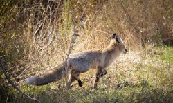 Bingöl’de kızıl tilki görüntülendi