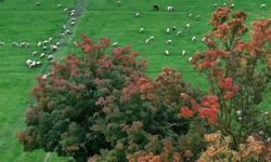 DÜZCE - (DRON) Gölyaka Kültür Park, sonbahar renklerine büründü