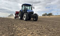 Edirne'de ayçiçeğinden istediği verimi alamayan çok sayıda üretici kanolaya yöneldi