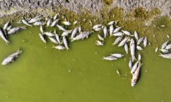 Kayseri'de Tozlu Göleti kıyısında balık ölümleri görüldü