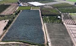 Kuraklığın etkili olduğu Ege'de çiftçiler ekim yağmurlarıyla nefes aldı