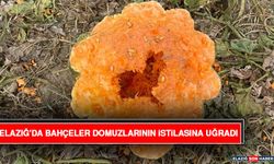 Elazığ'da Bahçeler Domuzlarının İstilasına Uğradı