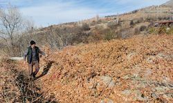 Erzincan'da bozayıların bağlardaki kışlık Cimin üzümlerini yemesi güvenlik kamerasında