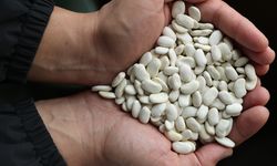 Erzincan'da geliştirilen ve tescillenen fasulyeler genetik miras olarak korunacak