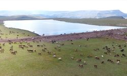 Erzurum kırsalına yapılan göletler, büyük ve küçükbaş hayvan popülasyonu artırıyor