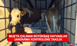 Muş'ta Çalınan Büyükbaş Hayvanlar Jandarma Kontrolüne Takıldı