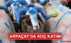 Arpaçay’da Koç Katımı