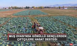 Muş Ovası'nda Gönüllü Gençlerden Çiftçilere Hasat Desteği
