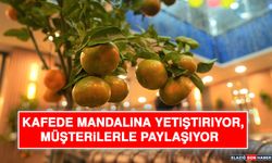 Kafede Mandalina Yetiştiriyor, Müşterilerle Paylaşıyor
