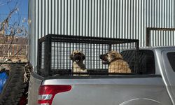 Karlıova'da sahipsiz köpekler barınağa teslim edildi