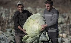 Pasinler Ovası'nda 'ata tohumlarla' üretilen lahanalar üreticinin yüzünü güldürdü