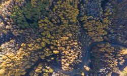 Tunceli'nin Salördek ormanları sonbaharda doğayla buluşmak isteyenleri ağırlıyor