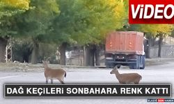 Dağ Keçileri Sonbahara Renk Kattı