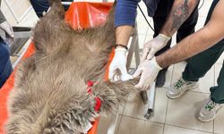 Ayı yavrusu 'Umut'a ateş eden kişinin izi mermi çekirdeğiyle sürülecek