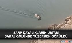 Sarp Kayalıkların Ustası Baraj Gölünde Yüzerken Görüldü