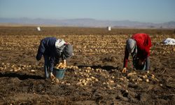 Doğu'nun 'patates havzası' Bitlis'te hummalı hasat mesaisi